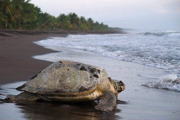 Shuttle From San Jose Airport To La Pavona / Tortuguero Dock - Photo 1 of 7